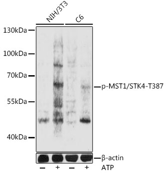 Phospho-MST1/STK4-T387 Polyclonal Antibody