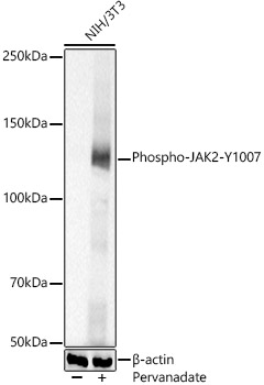 Phospho-JAK2-Y1007 Polyclonal Antibody