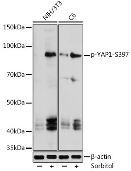 phospho-YAP1-S397 Polyclonal Antibody