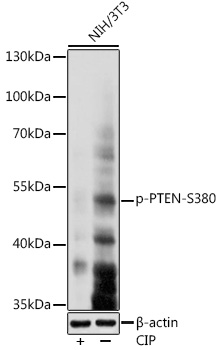 Phospho-PTEN-S380 Polyclonal Antibody