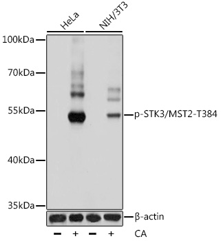Phospho-STK3/MST2-T384 Polyclonal Antibody