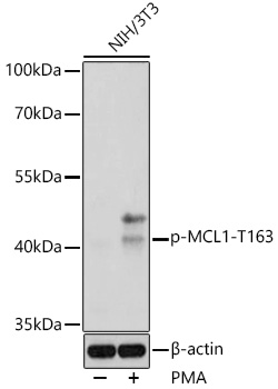 Phospho-MCL1-T163 Polyclonal Antibody