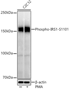 Phospho-IRS1-S1101 Polyclonal Antibody