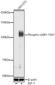 Phospho-GAB1-Y307 Polyclonal Antibody