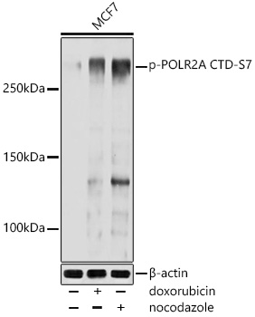 Phospho-POLR2A CTD-S7 Polyclonal Antibody