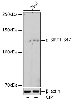 Phospho-SIRT1-S47 Monoclonal Antibody [9L4K0]
