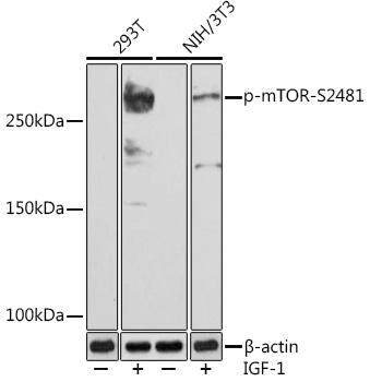Phospho-mTOR-S2481 Monoclonal Antibody [9Y5P6]