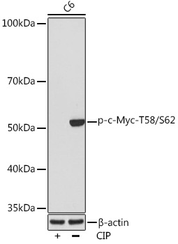 Phospho-c-Myc-T58/S62 Monoclonal Antibody [10F1V1]