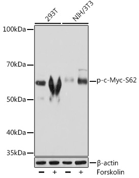 Phospho-c-Myc-S62 Monoclonal Antibody [9L3P1]