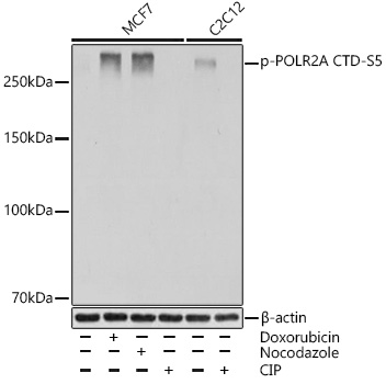 Phospho-POLR2A CTD-S5 Monoclonal Antibody [10C7U2]
