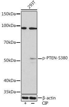 Phospho-PTEN-S380 Monoclonal Antibody [2E8X8]