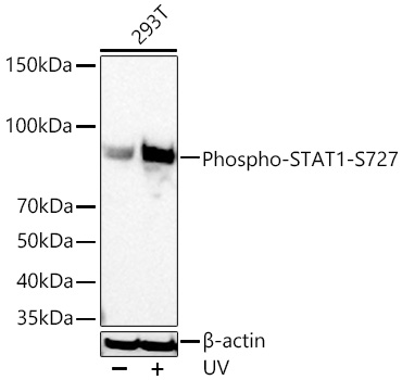 Phospho-STAT1-S727 Monoclonal Antibody [5A2U3]