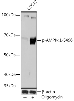 Phospho-AMPKa1-S496 Monoclonal Antibody [7N4C7]
