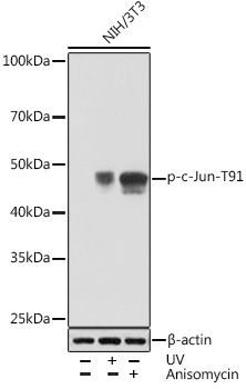 Phospho-c-Jun-T91 Monoclonal Antibody [2N8Y1]