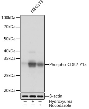 Phospho-CDK2-Y15 Monoclonal Antibody [7Z5H5]