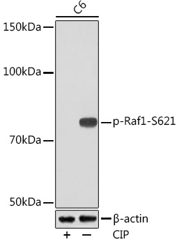 Phospho-Raf1-S621 Monoclonal Antibody [3K8H3]