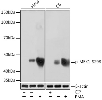 Phospho-MEK1-S298 Monoclonal Antibody [2V8N4]