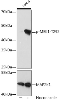 Phospho-MEK1-T292 Monoclonal Antibody [2V2V2]