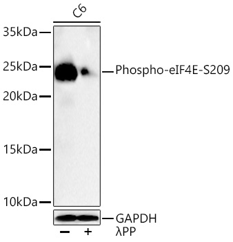 Phospho-eIF4E-S209 Monoclonal Antibody [0I0D10]
