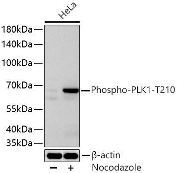 Phospho-PLK1-T210 Monoclonal Antibody [8G9X10]
