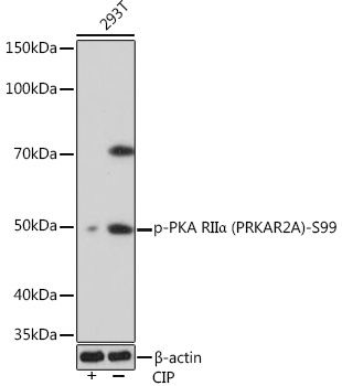 Phospho-PKA RIIa (PRKAR2A)-S99 Monoclonal Antibody [8K9F9]