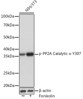 Phospho-PP2A Catalytic a-Y307 Monoclonal Antibody [9B7Z9]