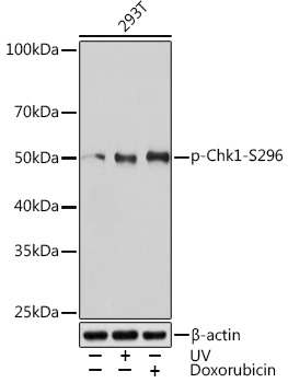 Phospho-Chk1-S296 Monoclonal Antibody [9M2U3]