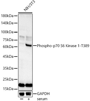 Phospho-p70 S6 Kinase 1-T389 Polyclonal Antibody