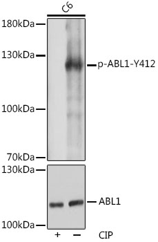 Phospho-c-Abl-Y412 Polyclonal Antibody