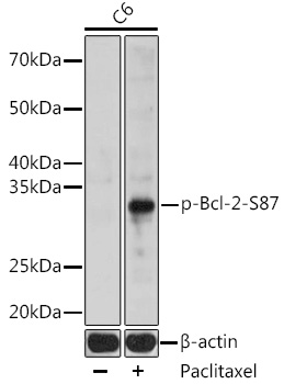 Phospho-Bcl-2-S87 Polyclonal Antibody