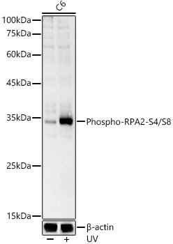 Phospho-RPA2-S4/S8 Polyclonal Antibody