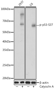 Phospho-p53-S37 Polyclonal Antibody