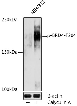 Phospho-BRD4-T204 Polyclonal Antibody