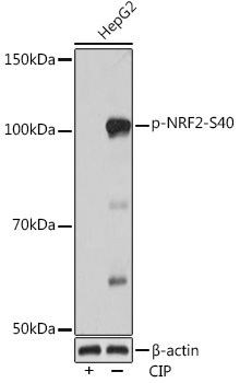 Phospho-NRF2-S40 Monoclonal Antibody [8I5C4]
