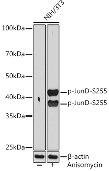 Phospho-JunD-S255 Monoclonal Antibody [8R7S2]
