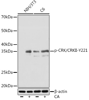 Phospho-CRK/CRKII-Y221 Monoclonal Antibody [5V6P9]
