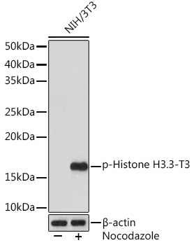 Phospho-Histone H3.3-T3 Monoclonal Antibody [8B8P5]