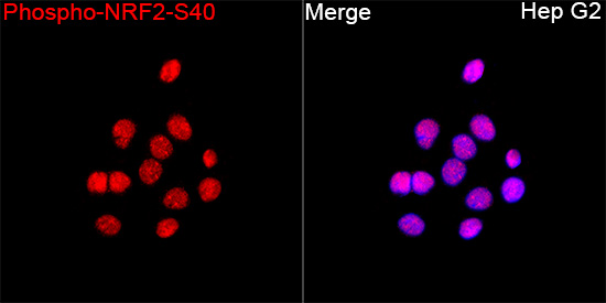 Phospho-NRF2-S40 Polyclonal Antibody