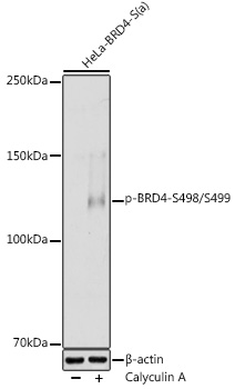 Phospho-BRD4-S498/S499 Polyclonal Antibody