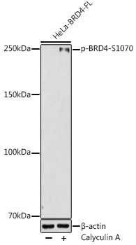 Phospho-BRD4-S1070 Polyclonal Antibody