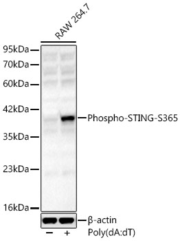 Phospho-STING/TMEM173-S365 Polyclonal Antibody