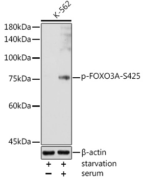 Phospho-FOXO3A-S425 Polyclonal Antibody