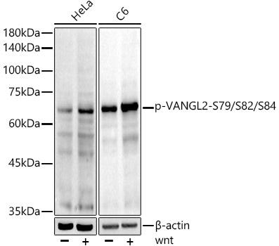 Phospho-VANGL2-S79/S82/S84 Monoclonal Antibody [6O6T6]