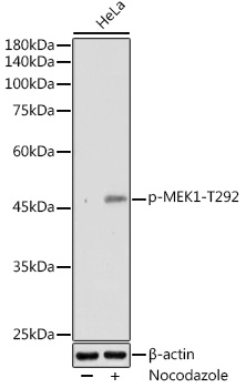 Phospho-MEK1-T292 Polyclonal Antibody