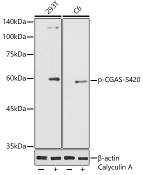 Phospho-CGAS-S420 Polyclonal Antibody