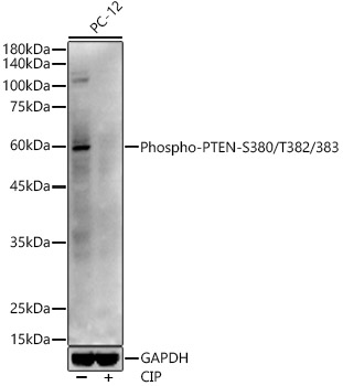 Phospho-PTEN-S380/T382/383 Polyclonal Antibody