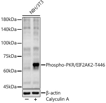 Phospho-PKR/EIF2AK2-T446 Polyclonal Antibody
