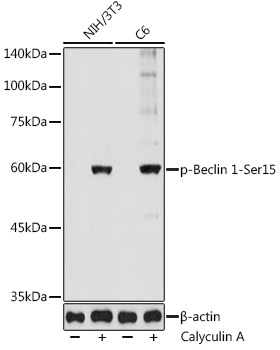 Phospho-Beclin 1-Ser15 Polyclonal Antibody