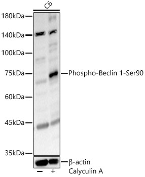 Phospho-Beclin 1-Ser90 Polyclonal Antibody