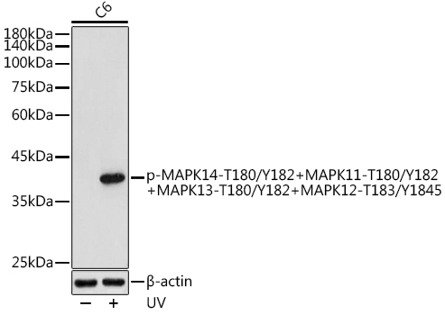 Phospho-MAPK14-T180/Y182+MAPK11-T180/Y182+MAPK13-T180/Y182+MAPK12-T183/Y1845 Polyclonal Antibody